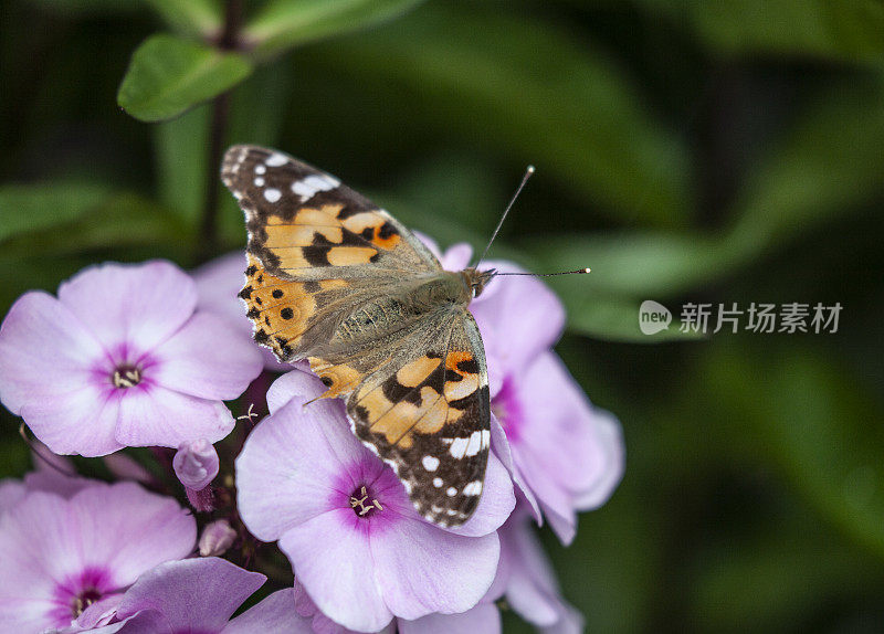 这是一只名叫瓦内萨·卡杜伊(Vanessa cardui)的蝴蝶，栖息在粉红色的福乐克斯圆锥花序上